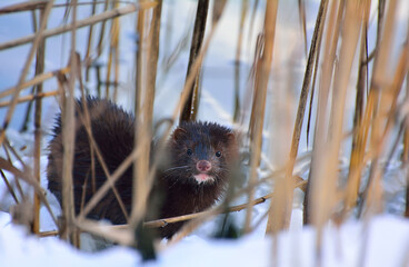 Mink hunts in a frozen pond in winter