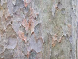 full frame bark of tree for natural background and texture