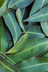 Eucalyptus leaves full frame background