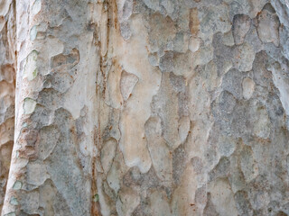 full frame bark of tree for natural background and texture