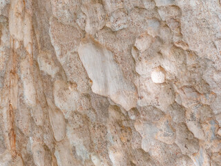 full frame bark of tree for natural background and texture