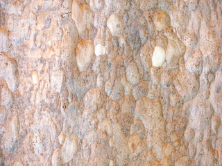 full frame bark of tree for natural background and texture