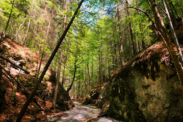 Fototapeta premium Path through slovak paradise. Slovensky Raj National Park, Slovakia. Forest trail landscape with beautiful sunlight.