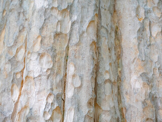 full frame bark of tree for natural background and texture