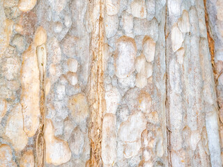 full frame bark of tree for natural background and texture