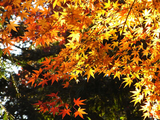 Autumn leaves of Japanese maple
日本のもみじの紅葉