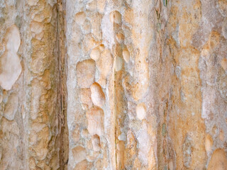 full frame bark of tree for natural background and texture