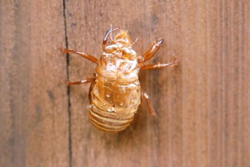クマゼミの抜け殻　家の柱
