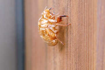 クマゼミの抜け殻　家の柱