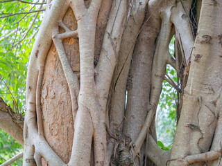 brown trunk of banyan tree forest background
