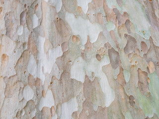 full frame bark of tree for natural background and texture