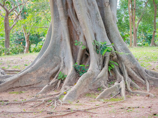 brown trunk of banyan tree forest background