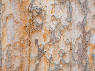 full frame bark of tree for natural background and texture