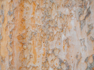 full frame bark of tree for natural background and texture