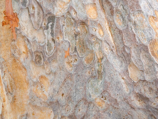 full frame bark of tree for natural background and texture