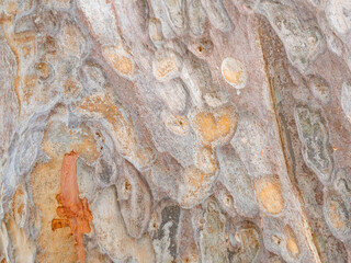 full frame bark of tree for natural background and texture