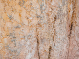 full frame bark of tree for natural background and texture