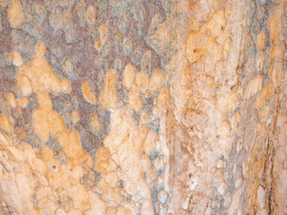 full frame bark of tree for natural background and texture