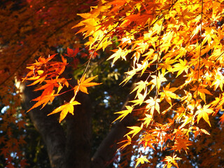 Autumn leaves of Japanese maple
日本のもみじの紅葉