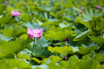 上野公園の蓮