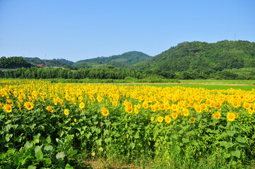 満開のひまわり畑　Sunflower in full bloom in summer