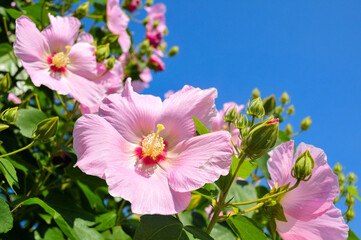 綺麗なピンクのハイビスカス　Blue sky and beautiful pink hibiscus © Raicho
