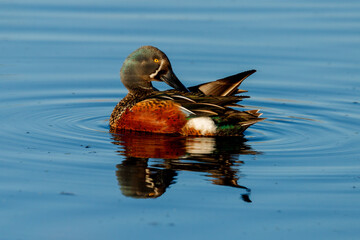 Australasian Shoveler in New Zealand