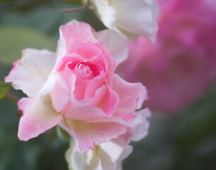 Beautiful, delicate pink romantic rose. Bright rose flower in a garden. macro photo