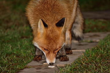 Naklejka na ściany i meble The fox came to the village for food