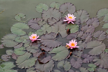 pink water lily and lotus in lake