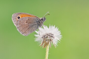 
butterfly on a dandelion