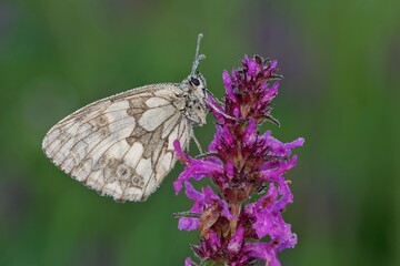 butterfly on flower