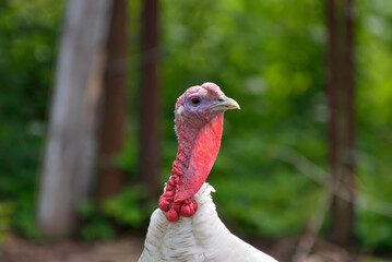 Close-up gobbler is beautiful. Walks in nature