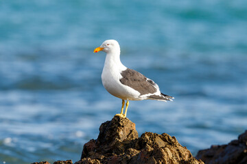 Southern Black-backed / Kelp Gull in New Zealand