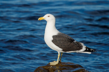 Southern Black-backed / Kelp Gull in New Zealand