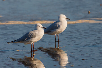 Black-billed Gull endemic to New Zealand