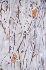 frost on the branches