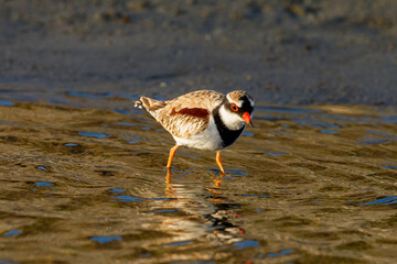 Black-fronted Dotterel in New Zealand