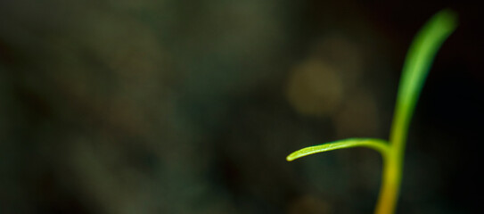Blurred with soft focus background with a small sprout of carrots sprouted from the ground.