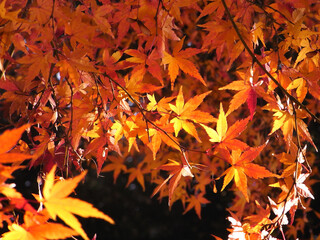 Autumn leaves of Japanese maple
日本のもみじの紅葉