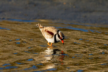 Black-fronted Dotterel in New Zealand