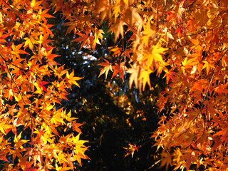 Autumn leaves of Japanese maple
日本のもみじの紅葉