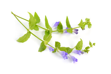 Scutellaria galericulata, the common skullcap, marsh skullcap or hooded skullcap. Isolated