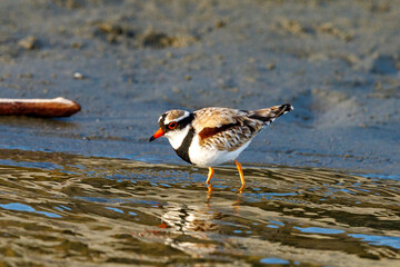Black-fronted Dotterel in New Zealand