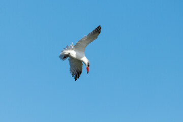 Caspian Tern in New Zealand