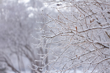 snow covered branches