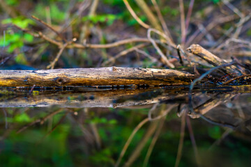 Background with a marshland with dirty water overgrown with sedge, grass and small broken boughs filmed closeup. Green water in a deserted, abandoned area.
