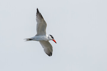 Caspian Tern in New Zealand