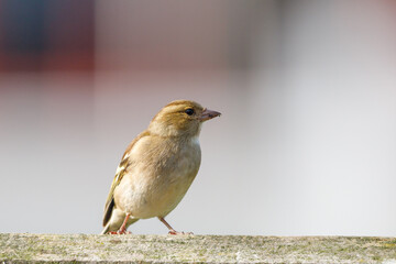 European Chaffinch in New Zealand