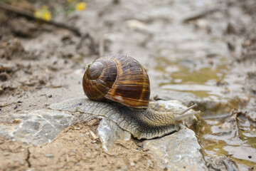 Big snail in shell crawling wet country road. Burgundy snail Helix pomatia , Burgundy edible snail or escargot